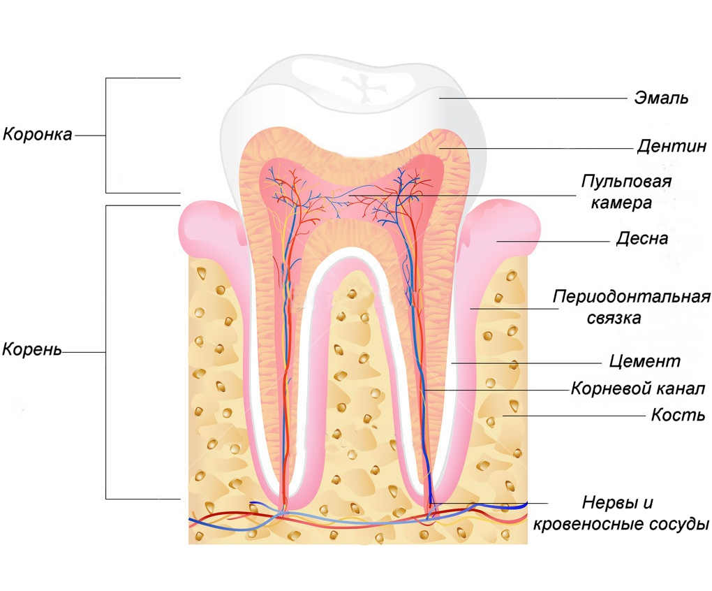 Строение пульпы зуба и периодонта